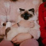Senorita Svētās birsmas kaķi - Lullubele