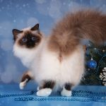 Senorita Svētās birsmas kaķi - Lullubele