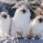 Senorita Svētās birsmas kaķi