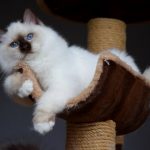 Svētās birsmas kaķi - Lullubele